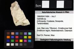 Foto (Objket + Etiketten) von Gastrosacus tuberosiformus (Lörenthey in Lörenthey & Beurlen, 1929) 